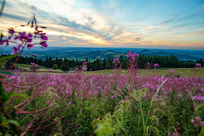 Purple flowering plants on field against sky during sunset