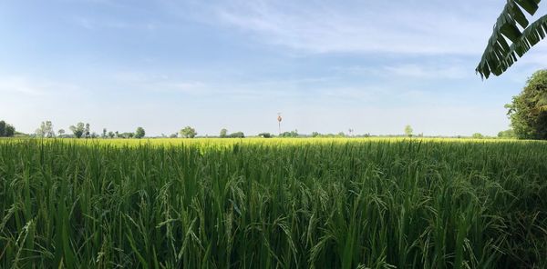 Scenic view of agricultural field against sky