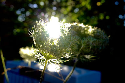 Close-up of plant against blurred background