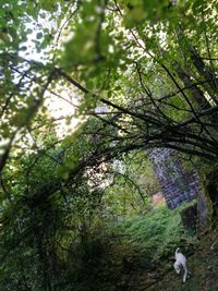 Low angle view of flowering trees in forest