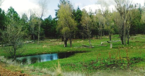 Trees by lake against sky