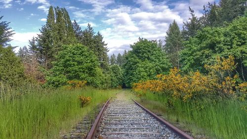 Railroad tracks amidst trees against sky