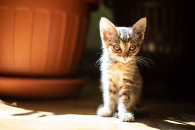 Portrait of tabby kitten