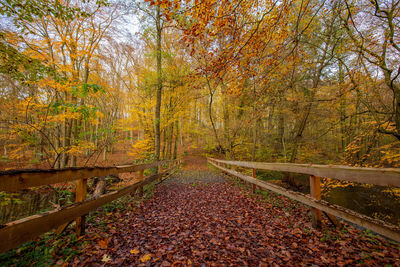 Sunlight falling on autumn trees in forest