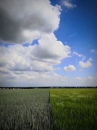 Scenic view of agricultural field against sky