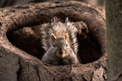 Looking straight up an adorable squirrel sticking its head out of a large tree hollow