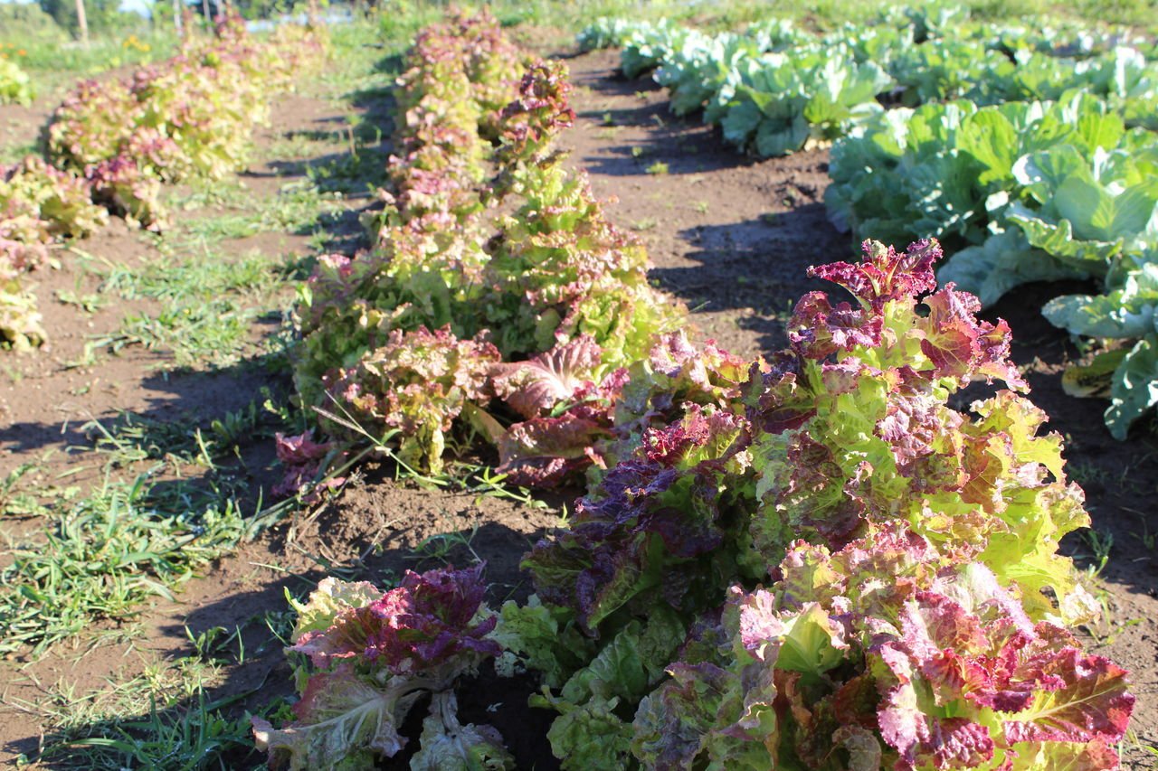 CLOSE-UP OF PURPLE FLOWERING PLANTS IN GARDEN