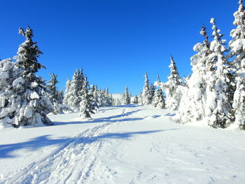 Snow covered trees against blue sky