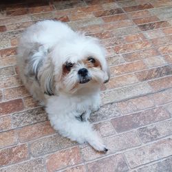 High angle portrait of dog by brick wall