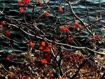 Close-up of tree branches