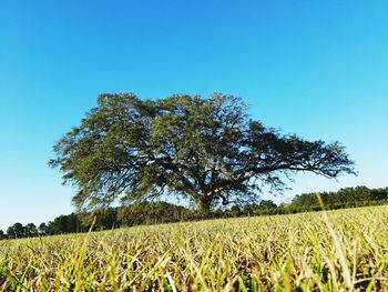 Low angle view of tree against clear blue sky