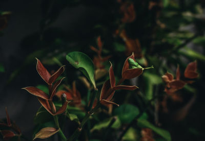 Close-up of flowering plant leaves on field