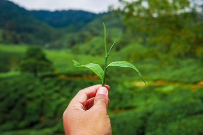 Close-up of hand holding plant