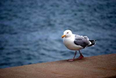 Seagull perching on retaining wall