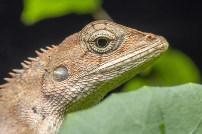 Close-up of lizard