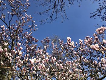 Low angle view of cherry blossoms against sky