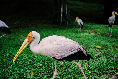 View of birds on field