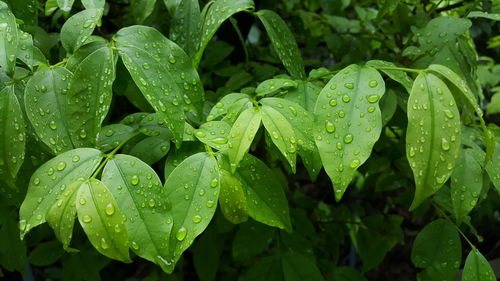 Close-up of wet plant leaves during rainy season