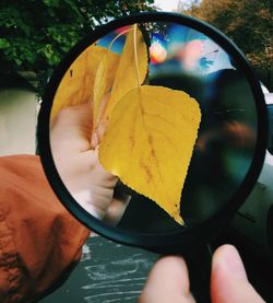 Close-up of autumn leaves