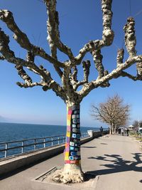 Tree by sea against clear sky on sunny day