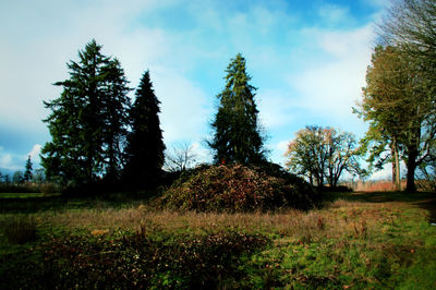 Trees on field against sky