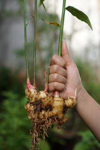 Close-up of hand holding plant