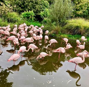 High angle view of birds in lake