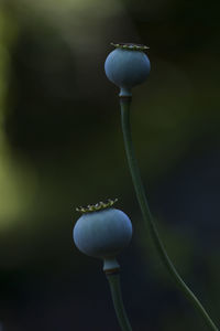 Close-up of plant against blurred background