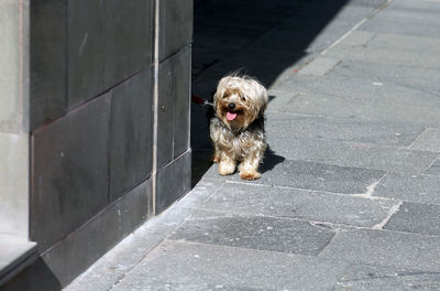 Portrait of dog on footpath