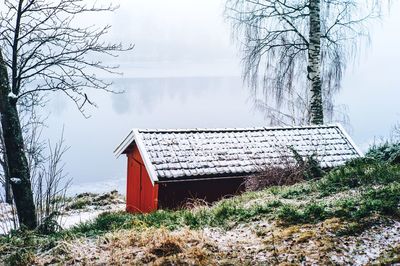 Bare trees in foggy weather