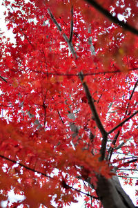 Low angle view of maple tree