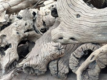 Full frame shot of tree trunk