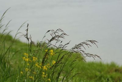 Scenic view of grassy field against sky