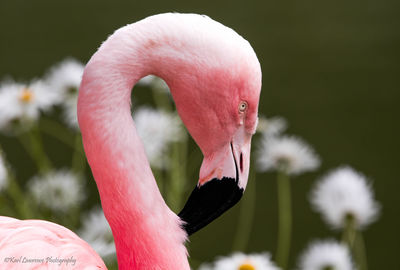 Close-up of a bird