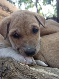 Close-up portrait of dog resting