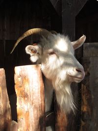 View of a goat