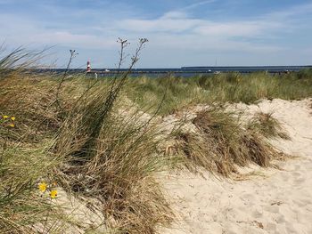Plants growing on sandy beach