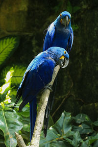 Blue bird perching on branch