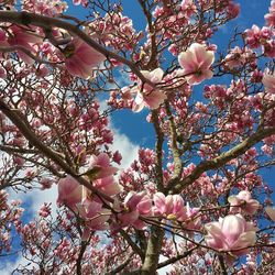 Low angle view of cherry blossom tree