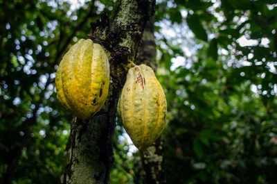 Low angle view of fruits growing on tree