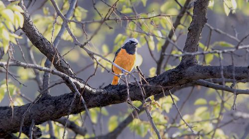 animal wildlife