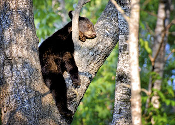 Close-up of squirrel on tree trunk