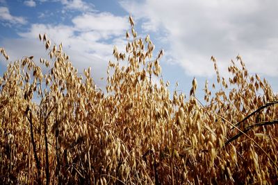 Scenic view of field against cloudy sky