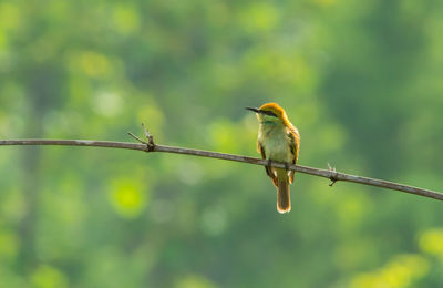 Close-up of bird perching on twig