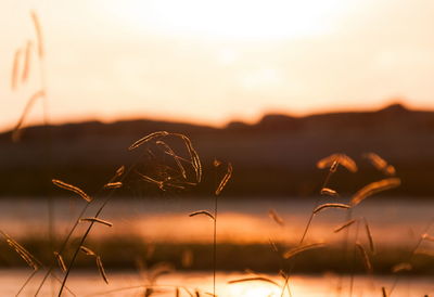 Close-up of dry plant on field against sky during sunset