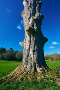 Tree trunk on field against sky