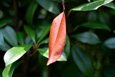 Close-up of orange leaves