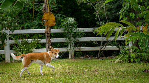 Dog standing on field