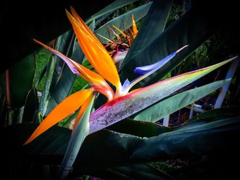 Close-up of multi colored flowers