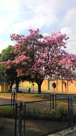 Flower tree against sky